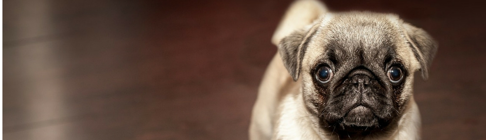 Comment aider les chiens timides, anxieux ou craintifs